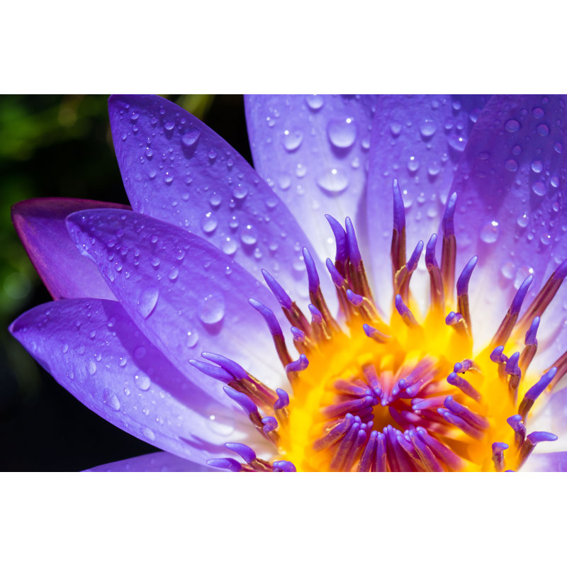 Maui Lotus by Amanda Haseltine - Wrapped Canvas Print, 20cm H x 30cm W 