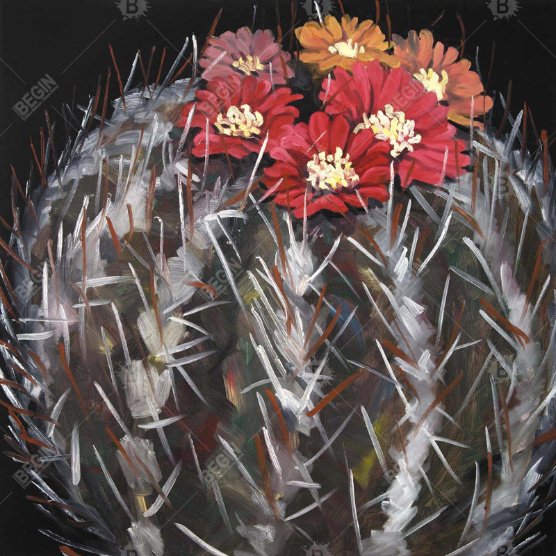 " Mammillaria Cactus In Bloom "