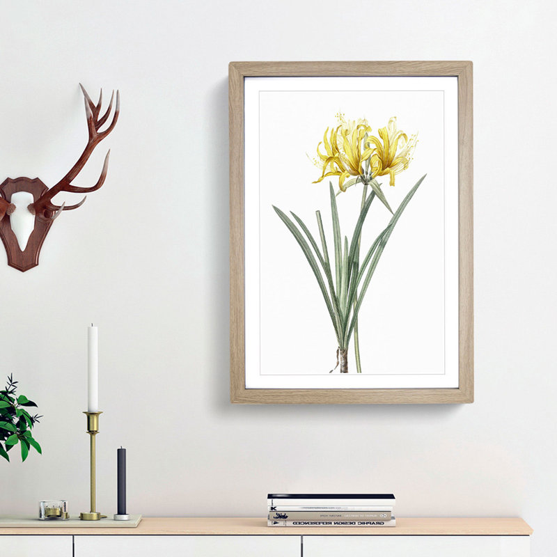 Golden Hurricane Lily by Pierre-Joseph Redoute - Picture Frame Painting Print, 36cm H x 27cm W x 2cm D, Oak Framed