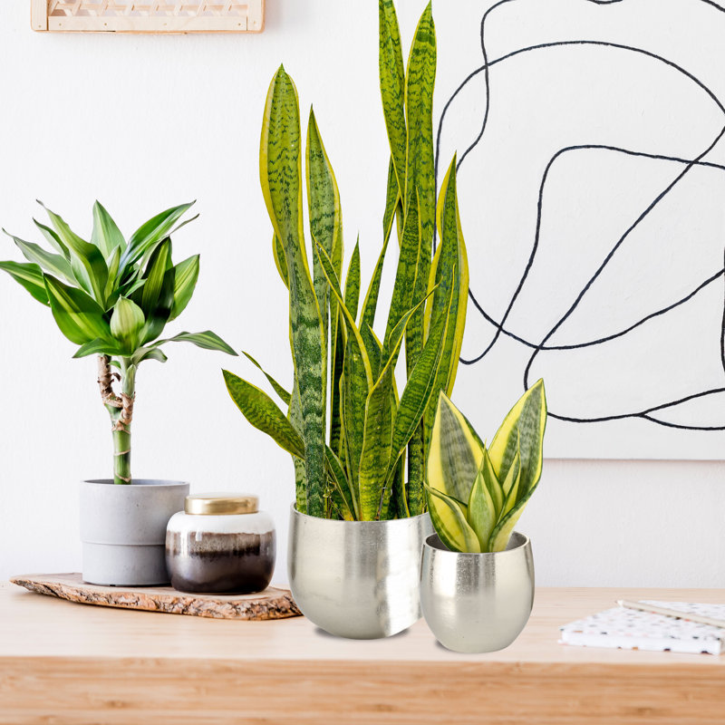 Pot à fleurs en argent