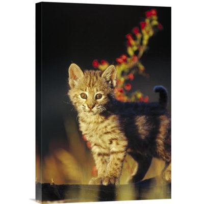 " Bobcat Kitten Standing On Log "