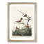 Wrens by John James Audubon - Framed Print-55614434-55614443