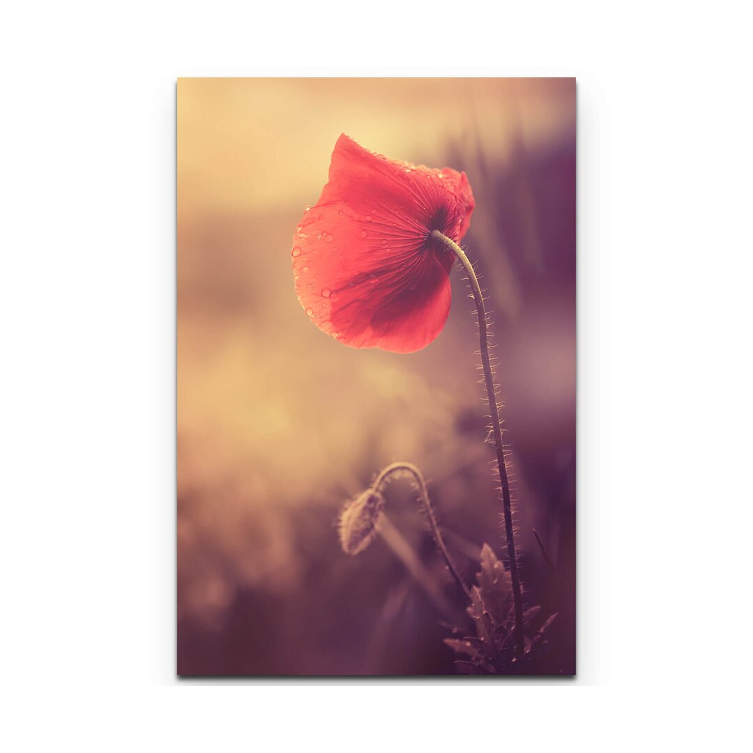 Leinwandbild Mohnblume im Sonnenlicht