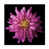 Rose sélectionné