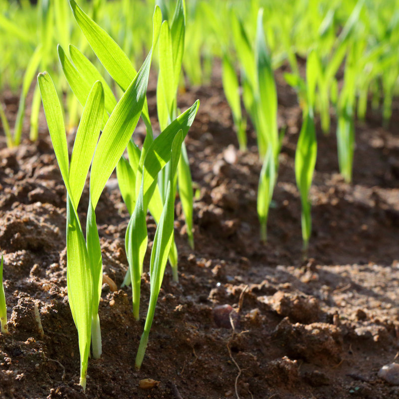 Wheat Seedlings - Photographie sur toile, H 12 po x l 12 po