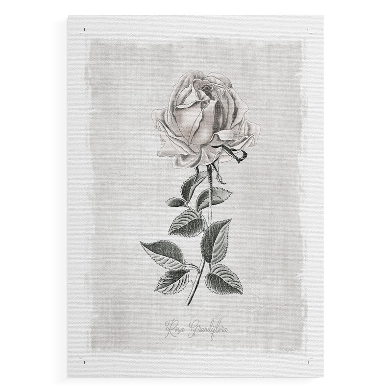 «Vintage Botanical II», impression sur toile seulement - non encadrée, H 60 po x l 40 po