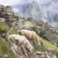 Andean Grazers
