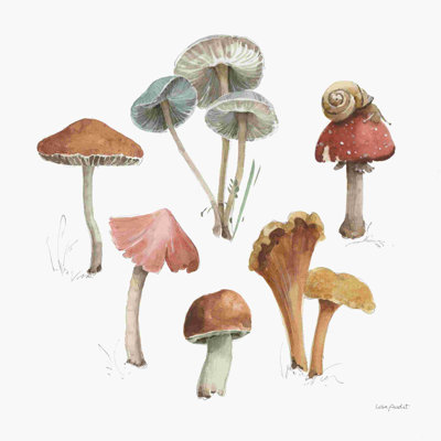 Mélange de champignons 02