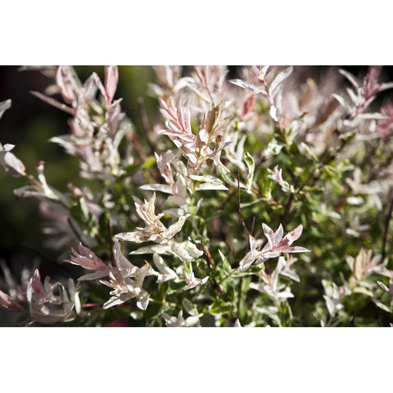 Salix Integra - photographie sur toile tendue, L 30 po x H 20 po