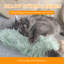 Ensemble de 3 coussins pour chat