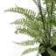 177.8cm Faux Fern Plant in Pot Liner-381055580