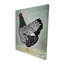 Toile Wyandotte-119180376