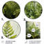 Ferns Plant Timeless Elegance IV - impressions murales florales et botaniques en métal-980310515