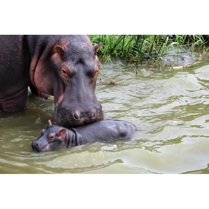 Uganda: Mother And Baby Hippo by Goddard_Photography - No Frame Art Prints on Canvas, 61cm H x 91cm W