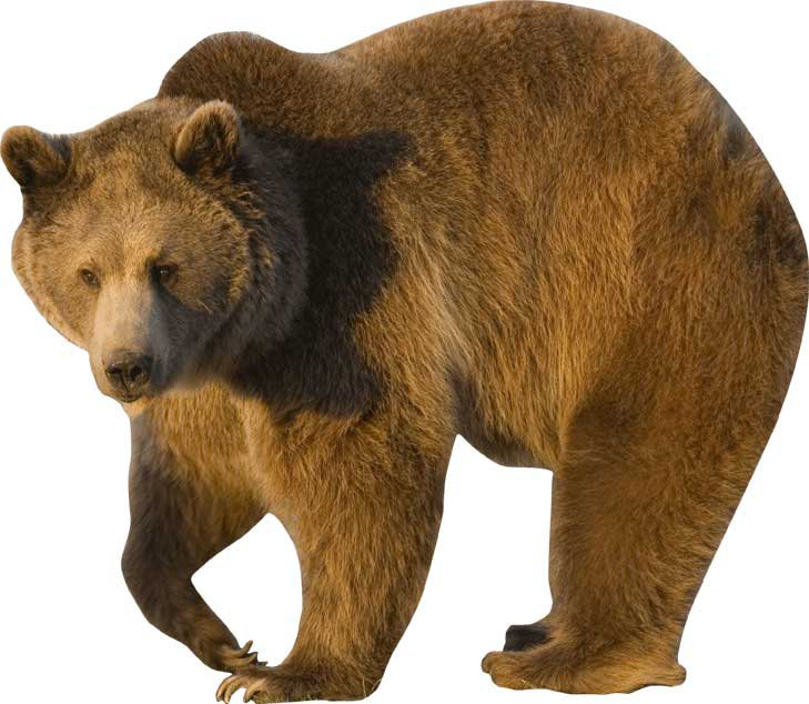 Adhésif décoratif grizzly, H 42 po x l 48 po