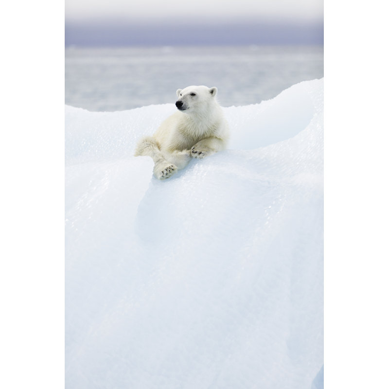 Polar Bear At Svalbard - Wrapped Canvas Print, 46cm H x 30cm W x 3.8cm D