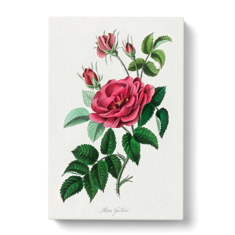 French Rose Illustration - Wrapped Canvas Painting, 76cm H x 50cm W x 3cm D