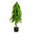 Pine Tree-1446845776