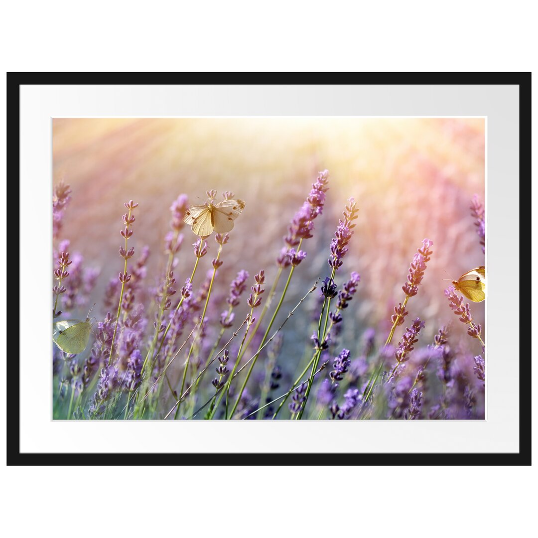 Gerahmter Fotodruck Butterfly on Lavender Flowers