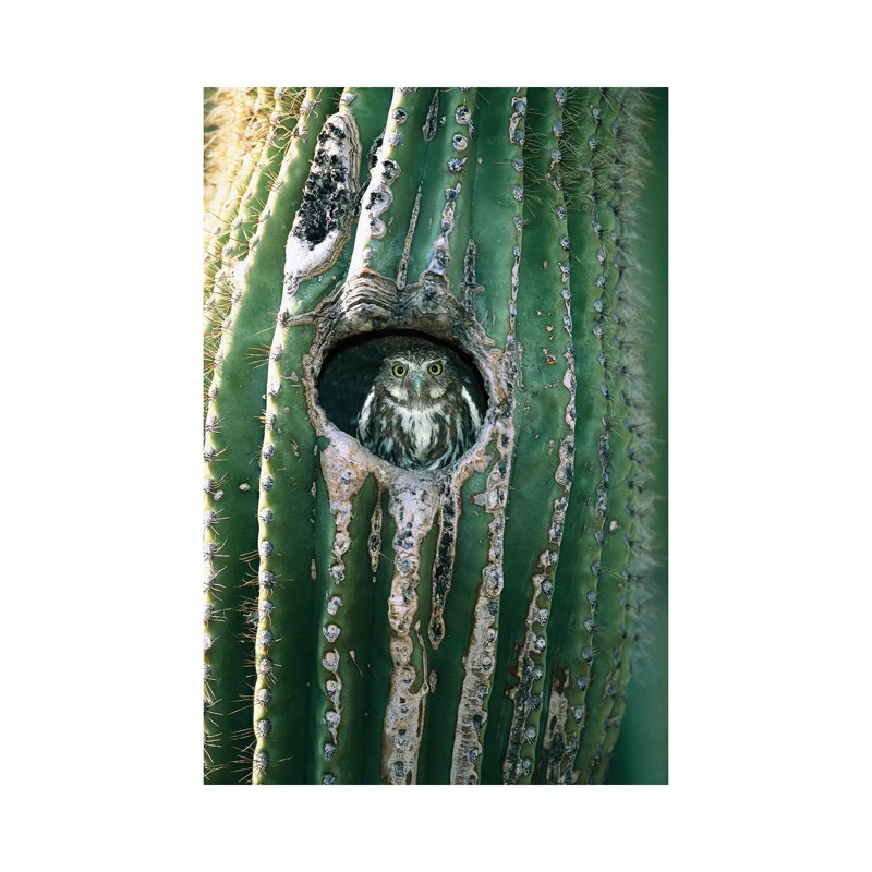 Ferruginous Pygmy Owl Adult Peering Out Form Nest Hole In Saguaro Cactus, Altar Valley, Arizona by Tom Vezo - Wrapped Canvas Print