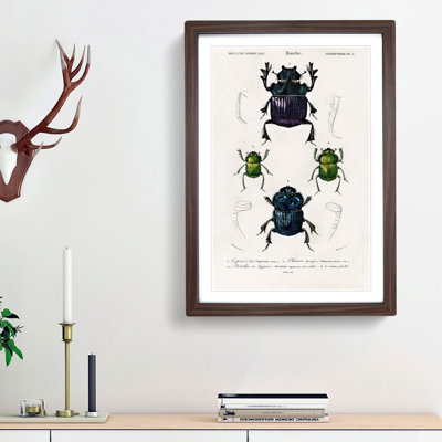 Beetle Illustrations PL.5 by Charles d Orbigny - Framed Print