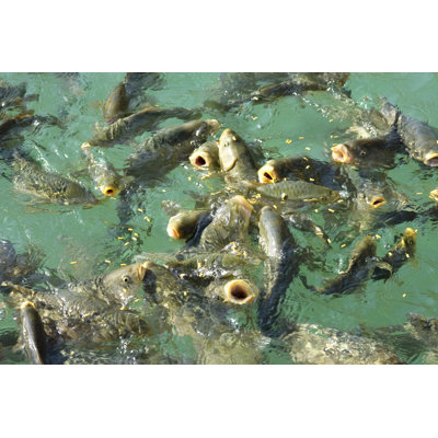 Feeding The Fishes - Wrapped Canvas Print