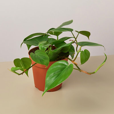 House Plant Shop Live Philodendron Plant