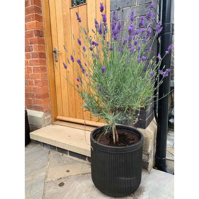 Vintage Ribbed Handmade Pot Planter, 24cm H x 23cm W x 23cm D