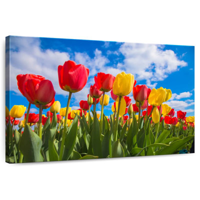 Harnek Spring Tulip Field