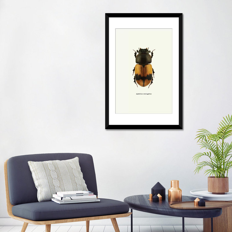 « insectes series : aphodius coniugatus », reproduction d’impression sur toile, H 24 po x l 16 po x P 1 po