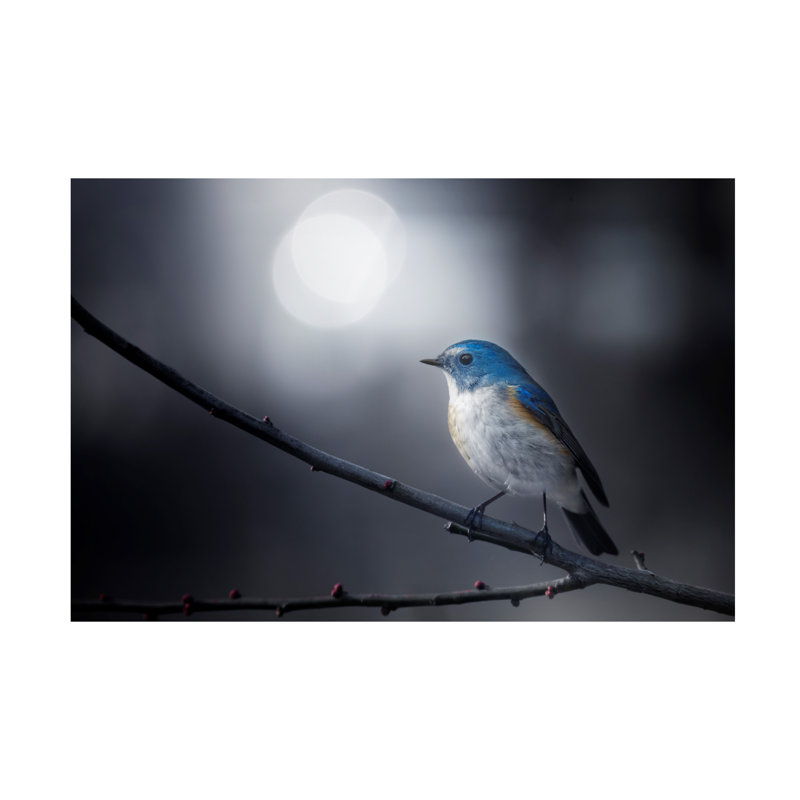 Art sur toile, oiseau bleu, H 12 po x l 19 po