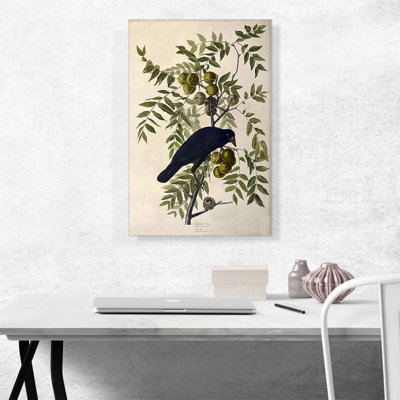 " American Crow " by James Audubon