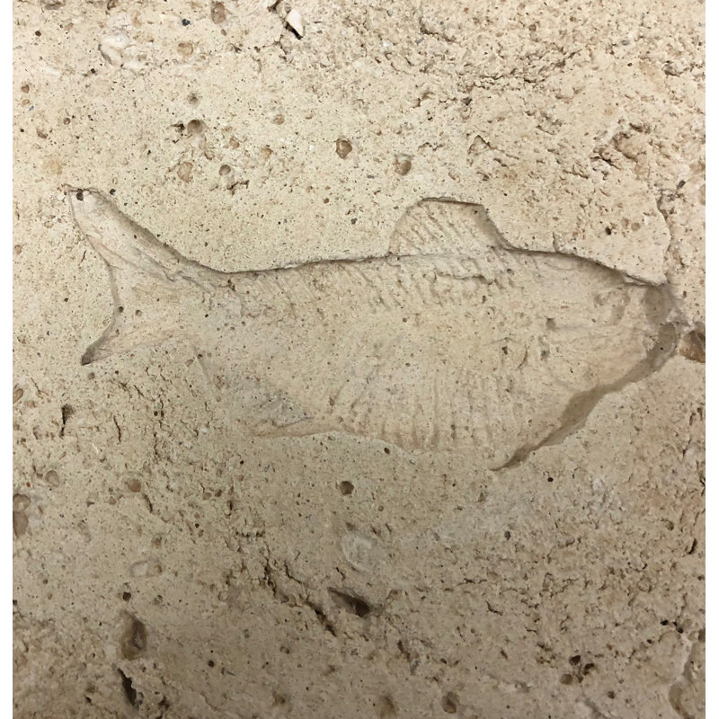6" x 6" Cement Whole Fish Fossil Impression Decorative Accent Tile in Buff