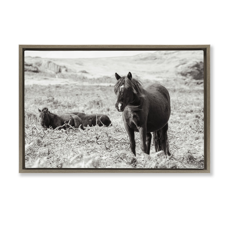«Dartmoor Pony Lounging», art mural encadré flottant, design par Deborah Revell, H 21 po x l 31 po