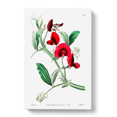 Red Tangier Pea Flowers - Wrapped Canvas