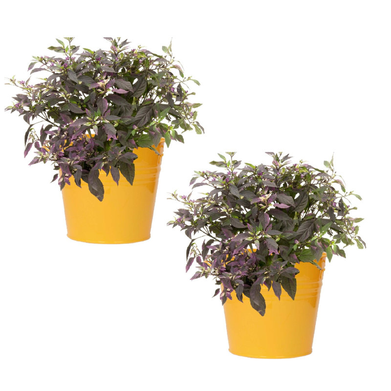 Enameled Galvanized Steel Planter For 6.5" Plants. Set Of Two, Yellow