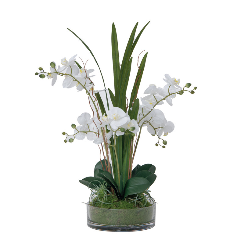 Arrangement d'orchidées blanches de 29,5 po dans un vase en verre | Orchidées phalaenopsis blanches par Fiori Semper