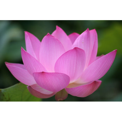 Pink Backlit Lotus 1 Piece Wrapped Canvas Wall Art