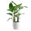 Costa Farms Dune White Bird of Paradise Plant