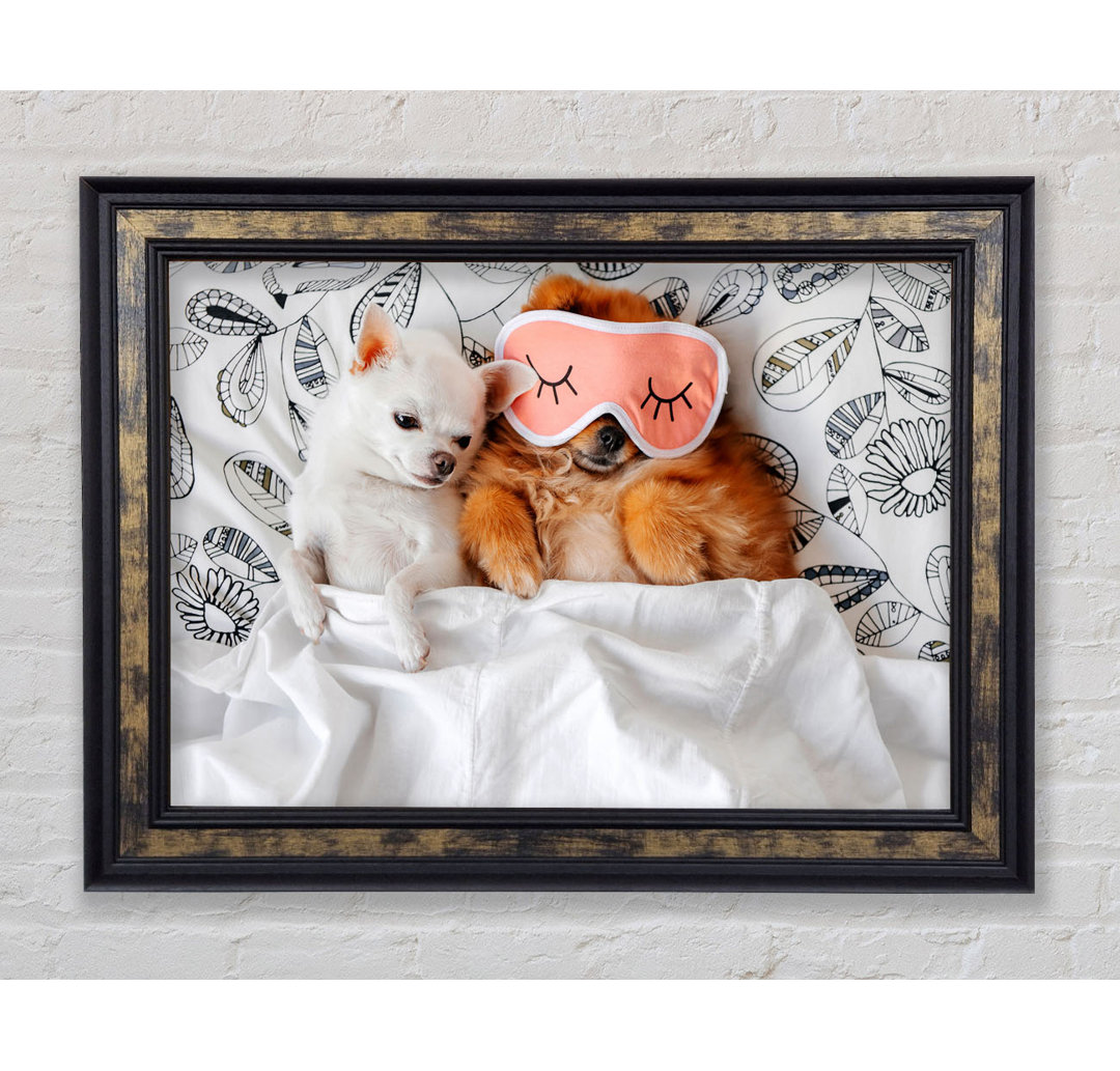 Gerahmter Kunstdruck Chihuahua Bedtime Dog Love