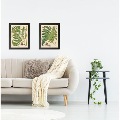 «Popular Old-Fashioned Fern Botanical», ensemble de 2 reproductions d'impressions