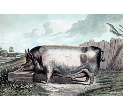 « british verras » par edwin landseer, reproduction d’art