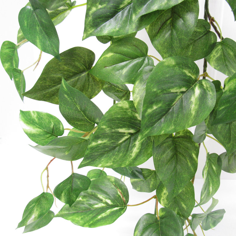 Plante suspendue 35 po Pothos Ivy