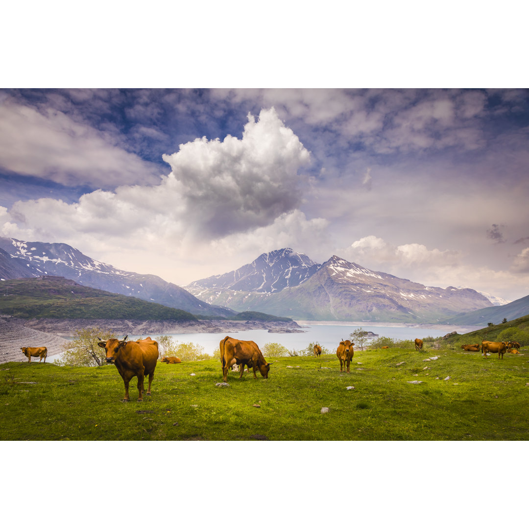 Kühe hüten im Mont Cenis See, alpine Landschaft im Gran Paradiso in Italien by Agustavop - Print