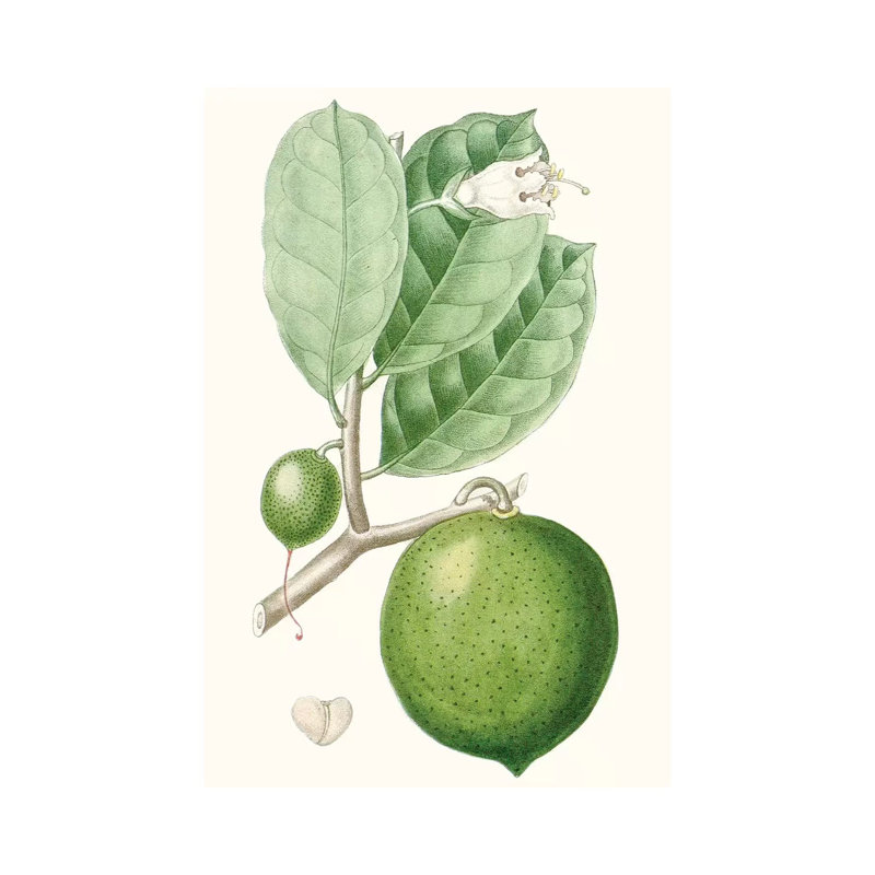 Fruit III 1 Piece Wall Art on Canvas, 20.32 cm H x 30.48 cm W, Canvas
