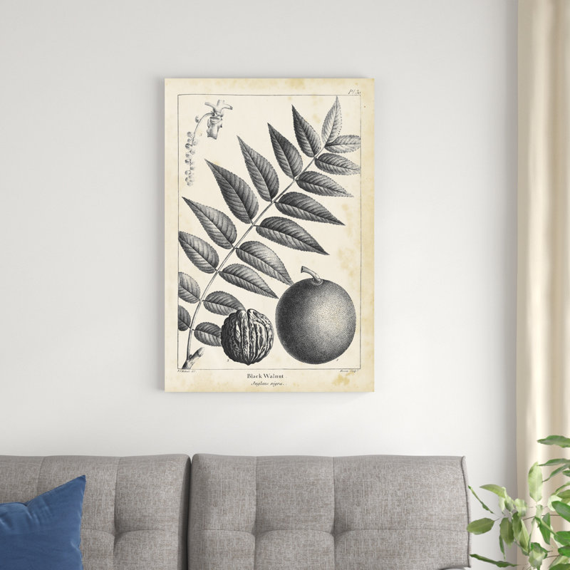 Noyer noir rétro, H 36 po x l 24 po x P 1,25 po