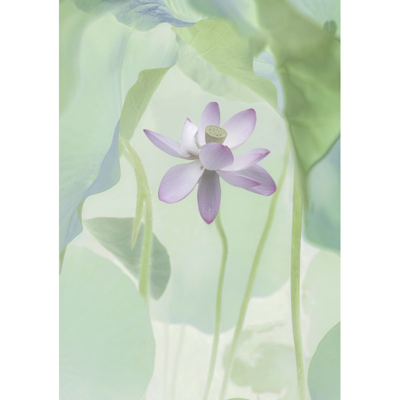 Wrapped Canvas Print, 76.2 cm H x 50.8 cm W