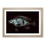A Blue Fish - Framed Print-55457271-55457278