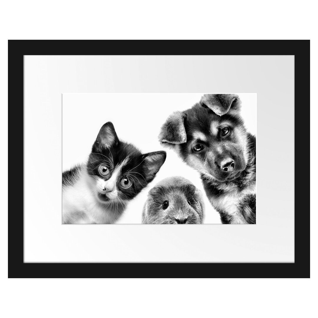 Gerahmtes Poster Trio Hund Katze Meerschwein