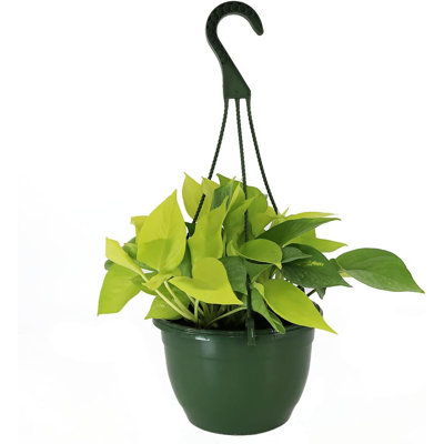 Low Light American Plant Exchange Neon Pothos Indoor/Outdoor Live Plant, 2 Gallon Hanging Basket